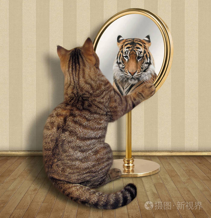 猫看着镜子里的倒影它在那里看到一只老虎