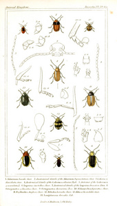 昆虫的插图。 动物王国根据其组织安排，作为动物自然历史的基础