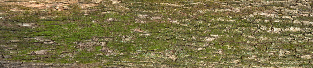 橡木树皮的浮雕质地与绿色苔藓和地衣