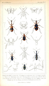 昆虫的插图。 动物王国根据其组织安排，作为动物自然历史的基础