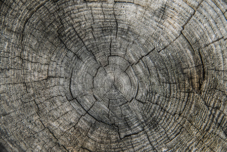木材纹理与平坦的表面。 有环和裂缝的树桩的大封闭。