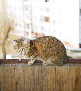 猫坐在窗户上，金属框架靠在房子上