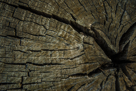 有裂缝和结的木桩。 旧的风化切割木材的特写