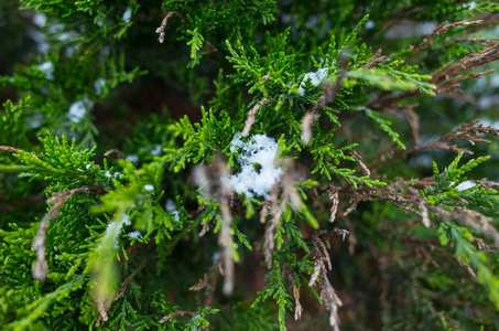 土迦绿色树枝上的雪。