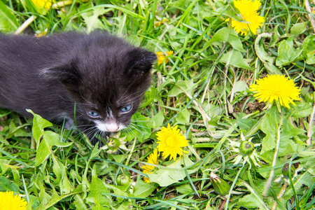 黄色的蒲公英花开的小小猫