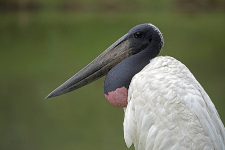 jaburu贾比鲁, 潘塔纳尔生物群落的鸟类象征照片