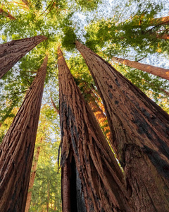 美国旧金山附近Muirwood国家纪念碑的红杉