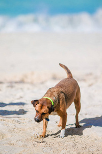 一只狗在海滩上对着一只小螃蟹吠叫