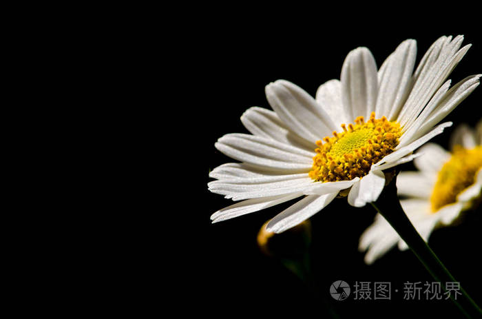 黑色背景白色雏菊图片图片