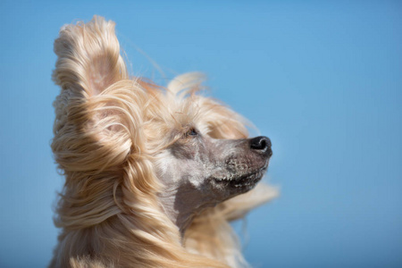 中国冠毛犬在户外