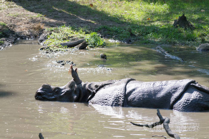 印度犀牛在水中