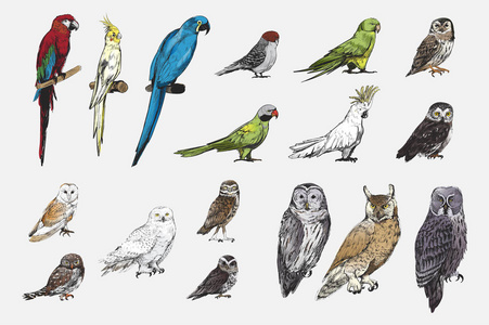 鹦鹉鸟集插图绘画风格