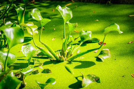 植物在池塘里的沼泽。湖水中的绿浮萍