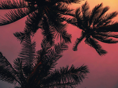 桔红色夜空背景下的棕榈树剪影