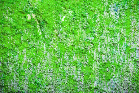 背景和墙纸或纹理绿色墙壁