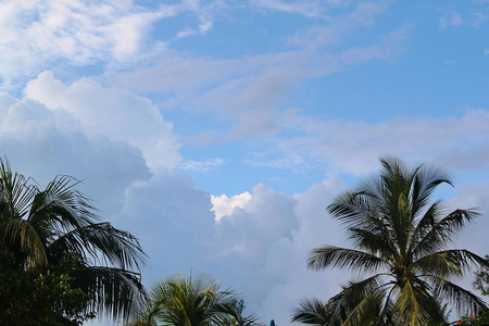 蓝天白云背景上绚丽的棕榈树树冠..巴哈马美丽的背景。