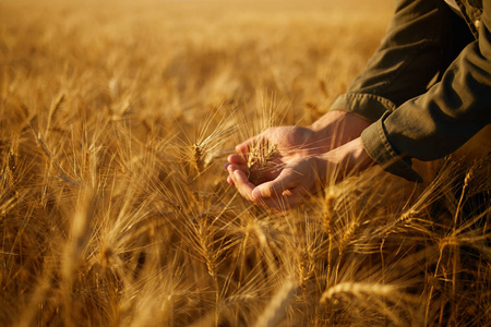 整个内核黑麦图片