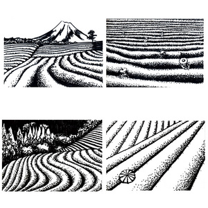 茶山图日本的茶田:沿对角线和伞的图形线条.照片