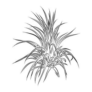 多汁的法拉利元素.野生花卉异国热带花卉.矢量.照片