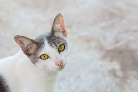 猫特写脸图片