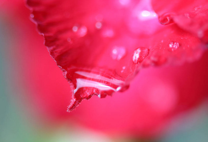 花朵上的水珠图片