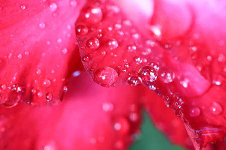 映山红花朵上的水珠图片