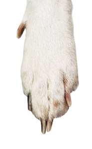 白色和黑色狗爪的特写