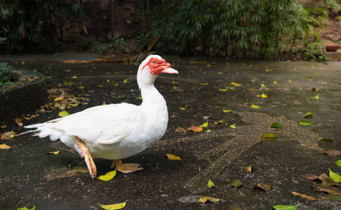 白番鸭肖像, 麝香鸭, indoda, 巴巴里鸭照片