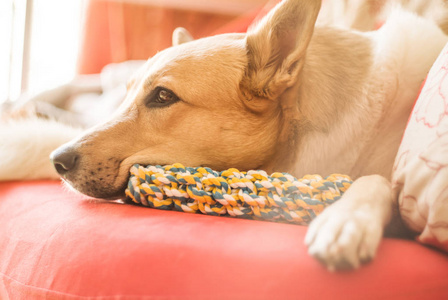 可爱的混合品种白色和棕色的狗躺在一个明亮的沙发在家里与玩具