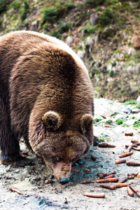 棕色熊在储备