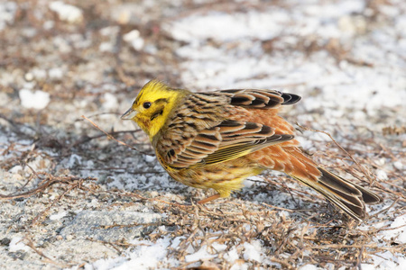 雪上的黄锤，雪上的黄锤，雪上的小鸟。 鸟吃草籽。 在寒冷的冬天，美丽的鸟儿在寻找食物。黄色的雪锤在寻找食物。