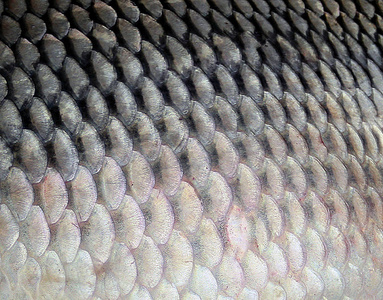 鱼鳞大鲤鱼海鲜的背景照片