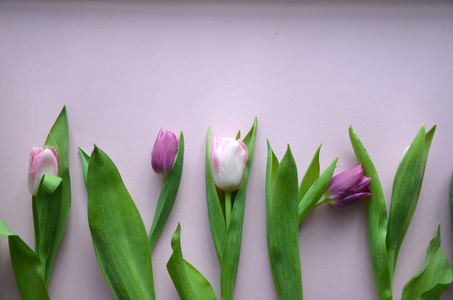春天的花朵横幅一束粉红色和紫色的郁金香花 o