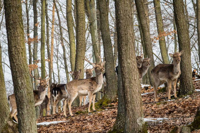 鹿在自然栖息地. 森林草地上的动物. 欧洲的野生动物场景