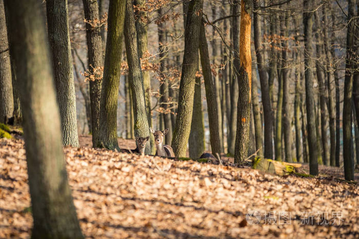 鹿在自然栖息地. 森林草地上的动物. 欧洲的野生动物场景