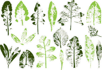 向量枝和叶。手工绘制的花元素。老式植物学插图。生态和生物标志元素
