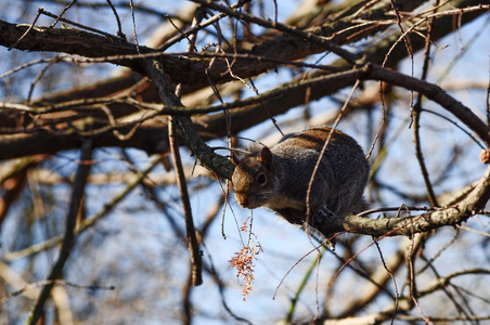 伦敦公园里的红松鼠普通哺乳动物