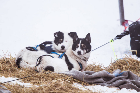 美丽的阿拉斯加哈士奇狗休息在雪橇狗比赛。挪威长途雪橇狗比赛。