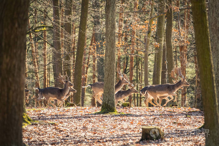 在自然栖息地的鹿.森林草地上的动物.欧洲的野生动物场景.