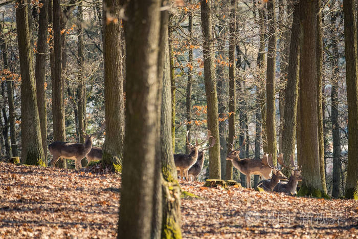 在自然栖息地的鹿.森林草地上的动物.欧洲的野生动物场景.