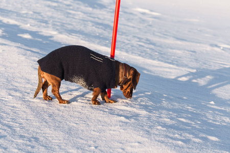 一个美丽的棕色达克松德走在雪与针织毛衣。宠物在冬天散步。挪威冬天，宠物享受晴天。