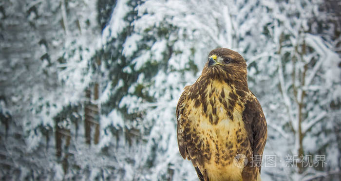 野鹰冬季自然景观背景特写