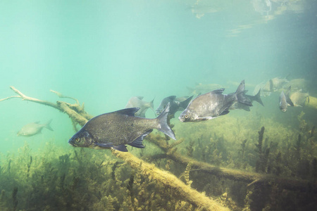 在清澈的池塘里游泳.照片