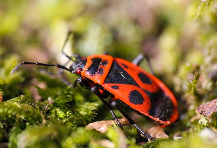 男人从灌木丛中走出来, 灯笼男人即将到来的从黑暗的森林和燃烧的火把