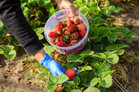 女农夫在塑料碗采摘红色成熟的草莓