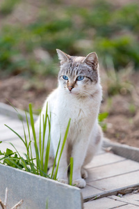 可爱的蓝眼猫走在户外