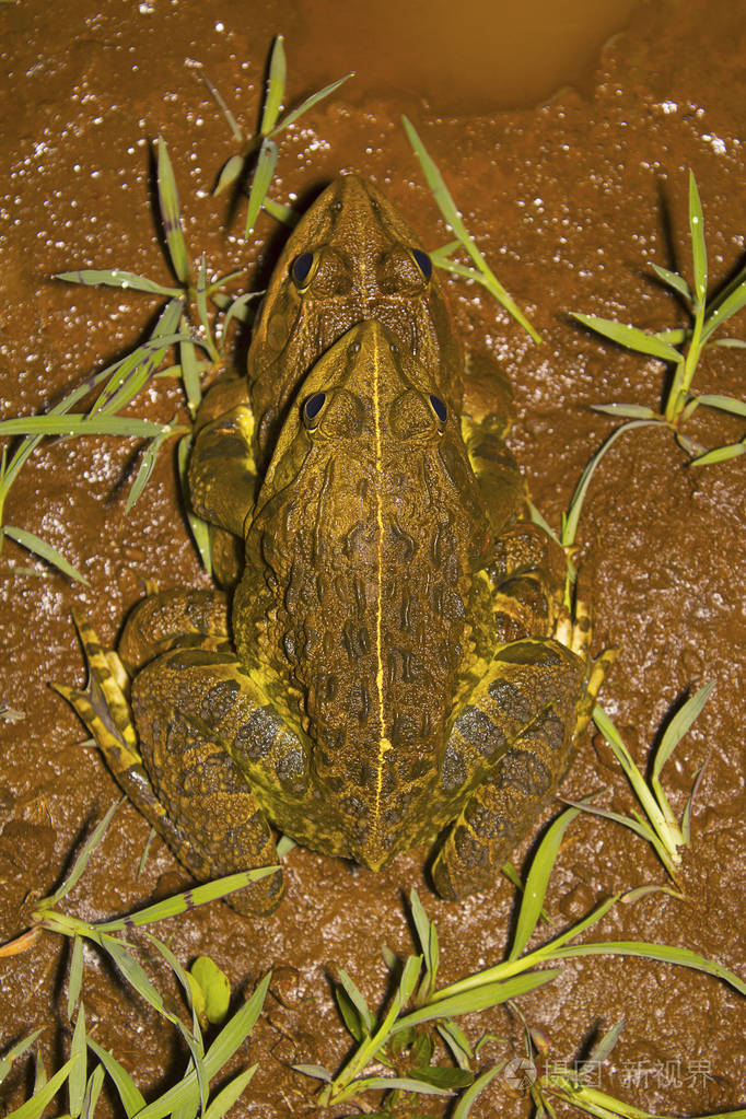 牛蛙是橄榄或黄色的,深棕色到黑点,有一个特征的短而钝