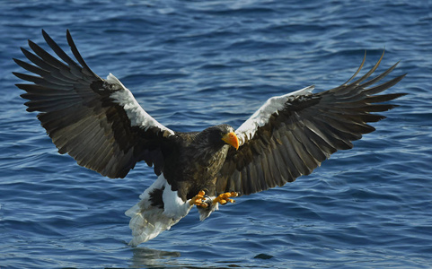 s sea eagle fishing. Adult Steller39