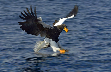 s sea eagle fishing. Adult Steller39