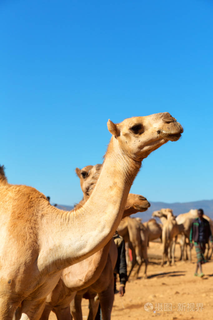 在埃塞俄比亚的达纳基尔非洲在旧市场上许多骆驼准备出售和自然背景